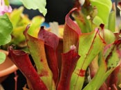 Heliamphora ceracea