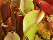 Heliamphora chimantensis