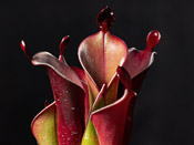 Heliamphora chimantensis