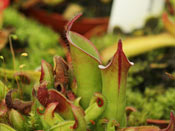 Heliamphora ciliata