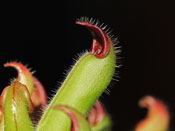 Heliamphora ciliata