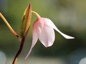 Heliamphora heterodoxa x ionasii