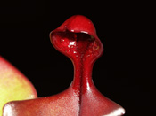 Heliamphora heterodoxa x nutans