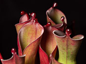 Heliamphora huberi