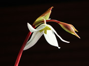 Heliamphora huberi