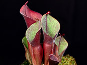 Heliamphora minor var. pilosa