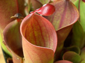 Heliamphora minor