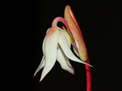 Heliamphora minor