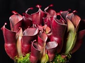 Heliamphora minor