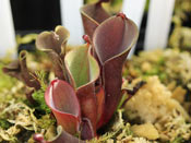 Heliamphora minor var. pilosa