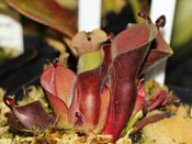 Heliamphora minor var. pilosa