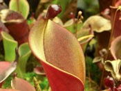 Heliamphora nutans