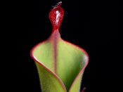 Heliamphora parva