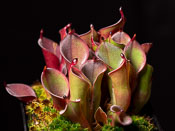 Heliamphora pulchella - Chimanta