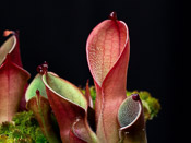 Heliamphora pulchella - Churi