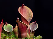 Heliamphora pulchella