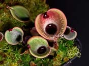 Heliamphora pulchella - Churi