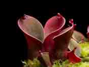 Heliamphora pulchella - Churi