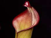 Heliamphora spec. Angasima