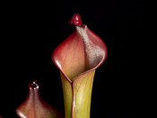 Heliamphora spec. Angasima