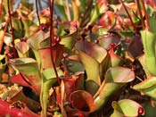 Heliamphora