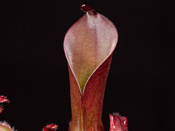 Heliamphora huberi???