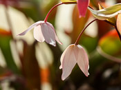 Heliamphora