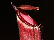 Nepenthes albomarginata