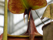 Nepenthes bicalcarata