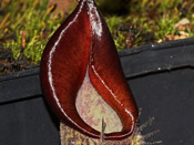 Nepenthes fusca