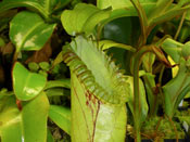 Nepenthes hamata