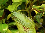 Nepenthes hamata