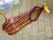 Nepenthes hamata