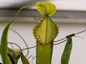 Nepenthes hamata