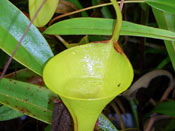 Nepenthes inermis