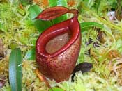 Nepenthes jamban