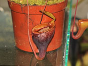 Nepenthes jamban