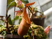 Nepenthes macrophylla