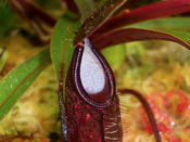 Nepenthes muluensis