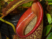 Nepenthes talangensis