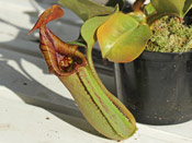 Nepenthes truncata