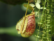 Nepenthes