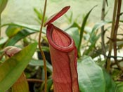 Nepenthes