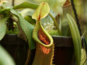 Nepenthes