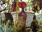 Nepenthes