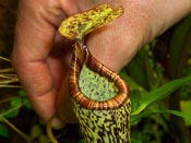 Nepenthes vogelii