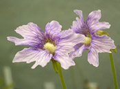 Pinguicula caerulea