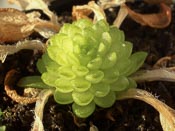 Pinguicula crassifolia