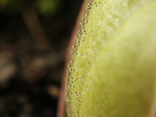 Pinguicula crassifolia