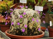 Pinguicula cyclosecta